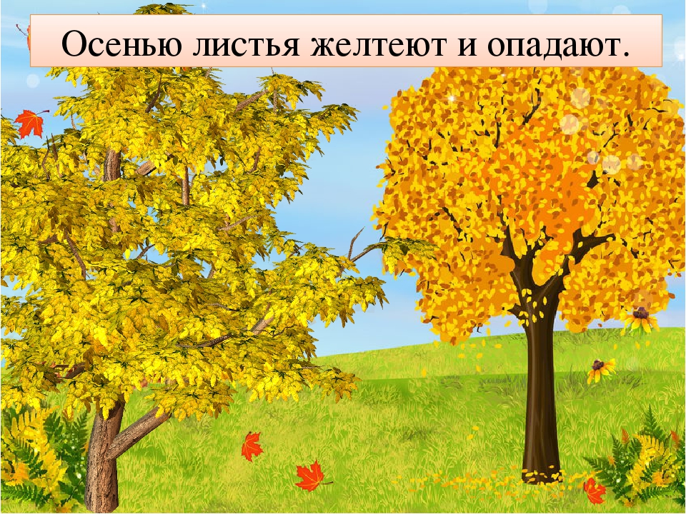 Почему осенью листопад. Листья желтеют и опадают. Пожелтение и опадание листвы. Опадают листья осенью. Листья желтеют падают.