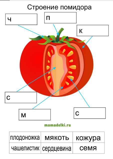 Внутреннее строение томата. Строение плода томата. Строение плода помидора. Строение плода томата схема.