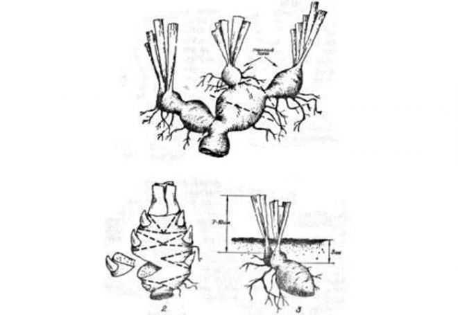 Как сажать корневища. Размножение ирисов делением куста. Ирис размножение корневищем. Размножение ириса корневищем. Схема посадки корневищных ирисов.