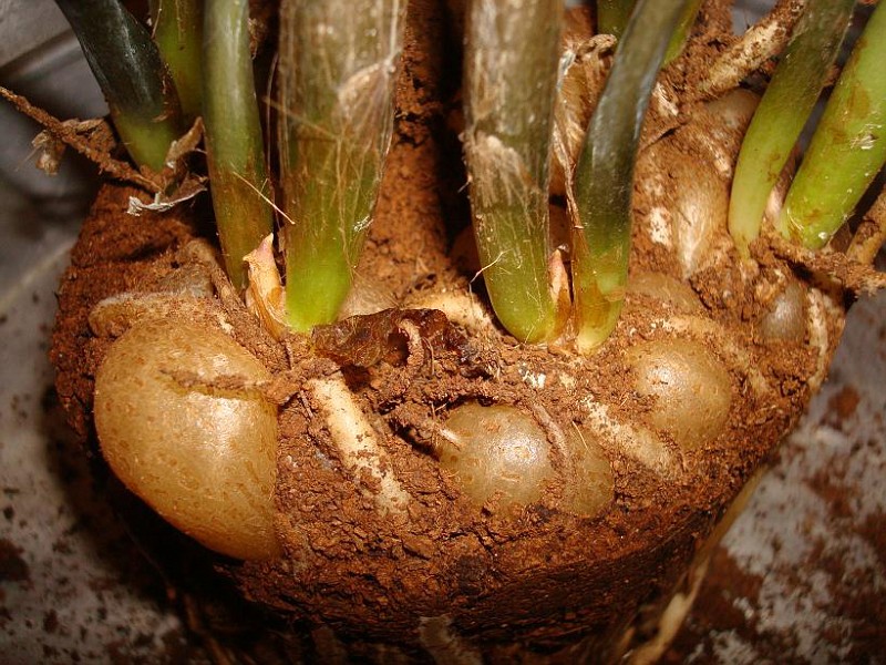 Замиокулькас корни при пересадке