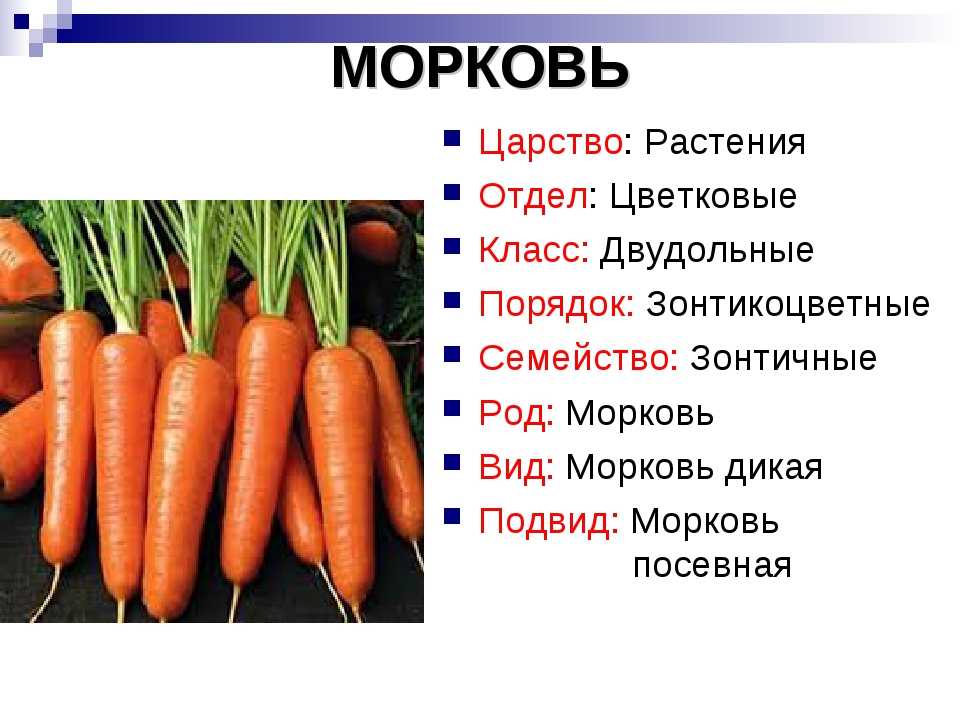 Класс растения морковь. Систематическое положение моркови. Классификация моркови. Морковь семейство. Систематика морковки.