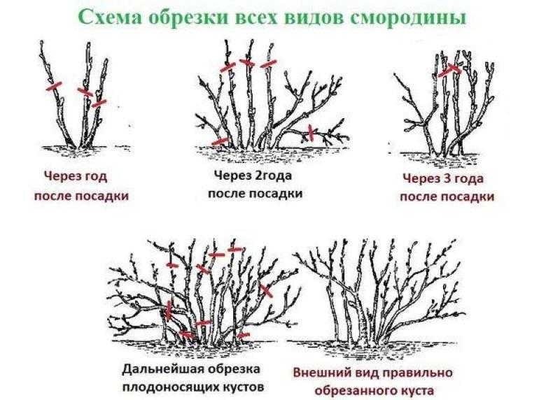 Обрезают ли крыжовник