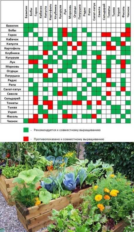 Растения друзья и враги на огороде таблица с фото