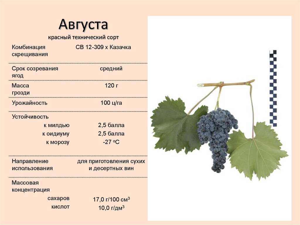 Сорт столового вина. Таблица технических сортов винограда. Шираз сорт винограда. Таблица сортов винограда с характеристиками. Технические характеристики винограда.