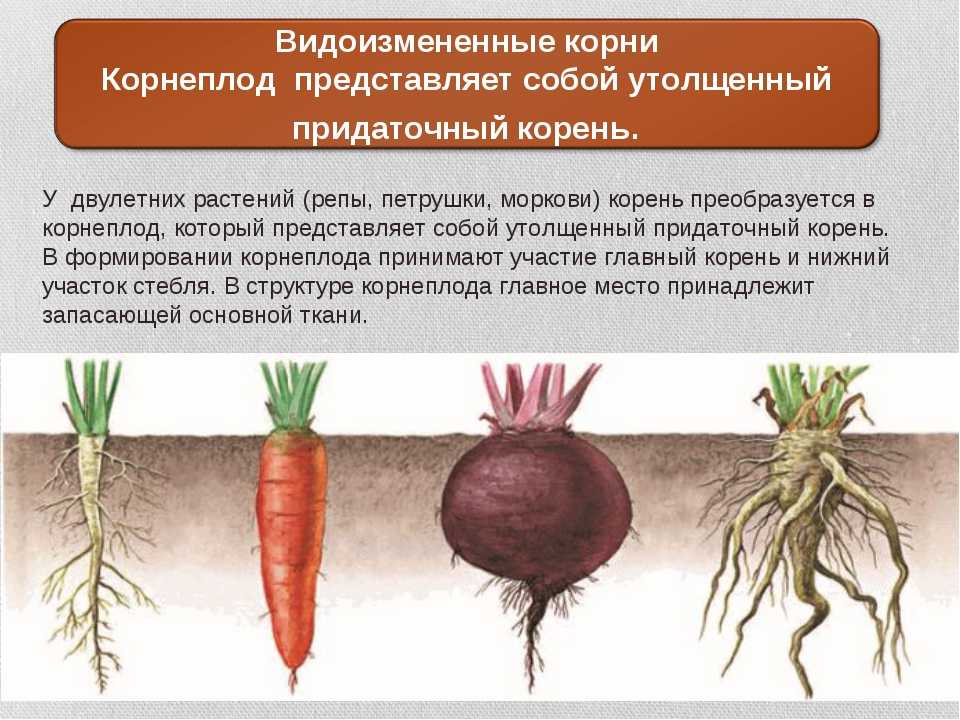 У каких растений есть корень. Строение корнеплода моркови. Особенности строения корнеплода. Особенности строения корннплобп. Особенноси строения корнивой системы Морко.