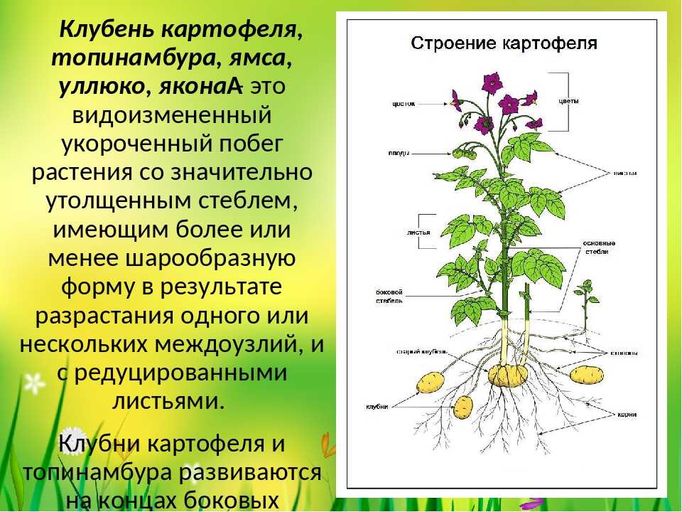 Особенности внутреннего строения растения. Топинамбур строение клубня. Строение стебля картофеля. Картофель. Строение растения клубней.. Строение корнеплода картофеля.