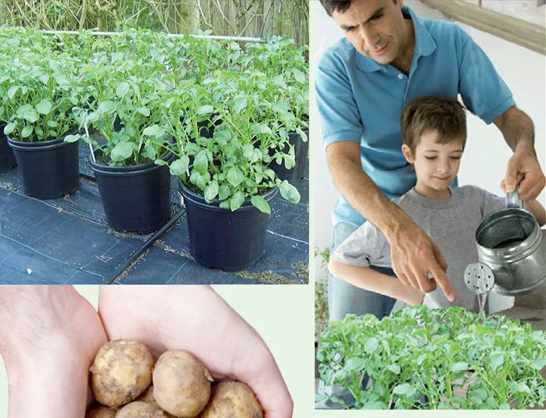 Выращивание картофеля домашних условиях. Рассада картофеля в горшках. Выращиваем картофель в горшках. Лайфхак посадка картофеля. Выращивание картофеля в емкостях.