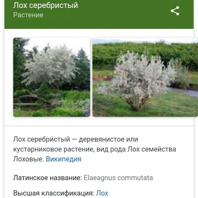 Лох серебристый растение описание