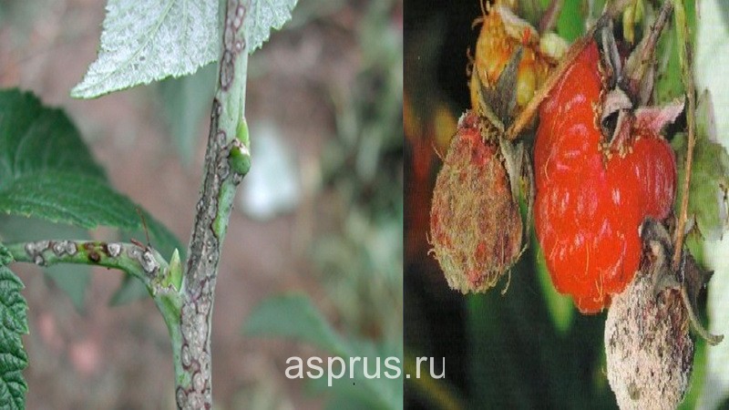 Антракноз малины описание с фотографиями и способы лечения