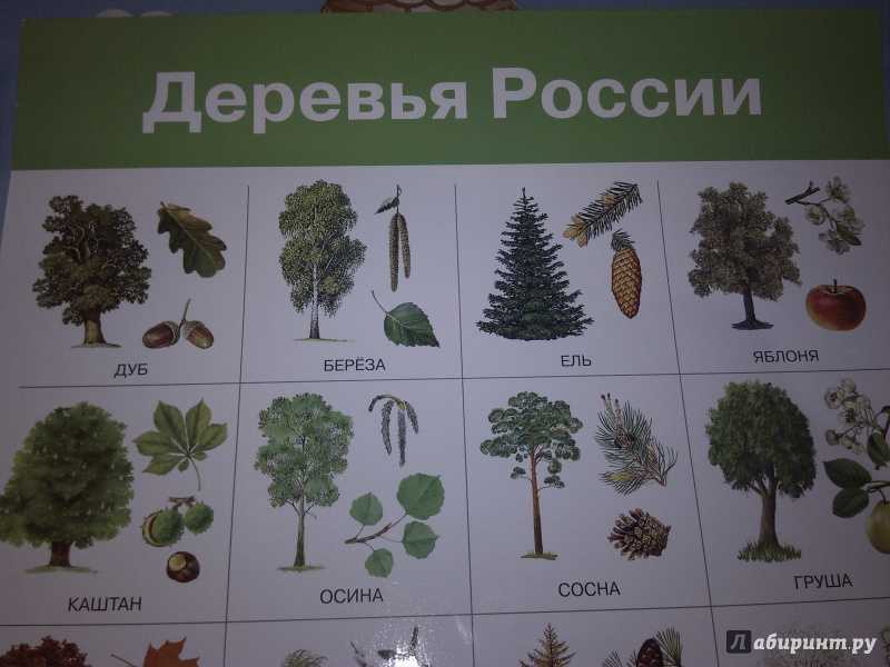Виды деревьев в россии фото и названия