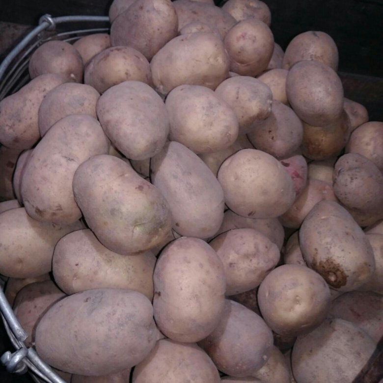 Сорокодневка картофель фото
