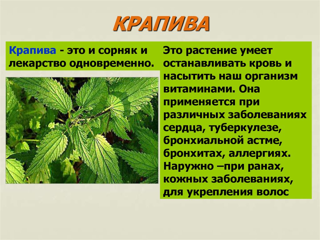 Доклад про растение 3 класс. Рассказ о растении. Лекарственные растения доклад. Сообщение о лекарственном растении. Сообщение на тему лекарственные растения.