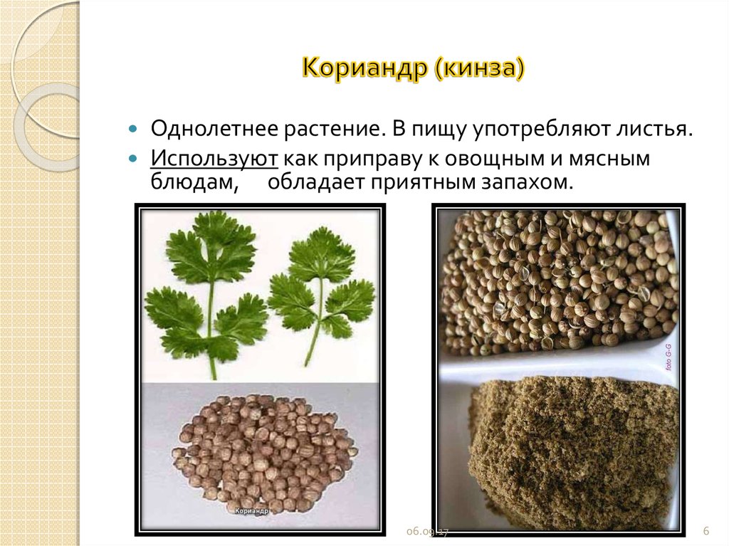 Кориандр свойства семян. Кориандр растение. Семена кориандра полезные. Семена кориандра на растении. Кориандр классификация.