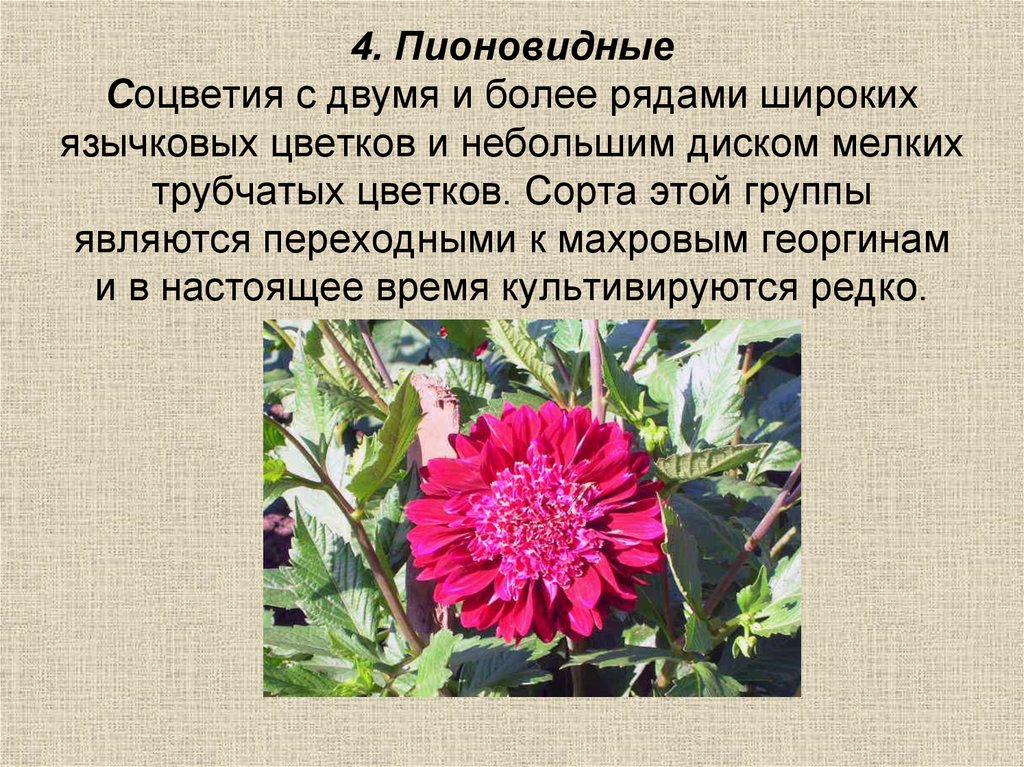 Слово георгин устарело или нет. Помпонные георгины семенами. Георгин черевички. Георгины пионовидны низкорослые. Георгин соцветие.