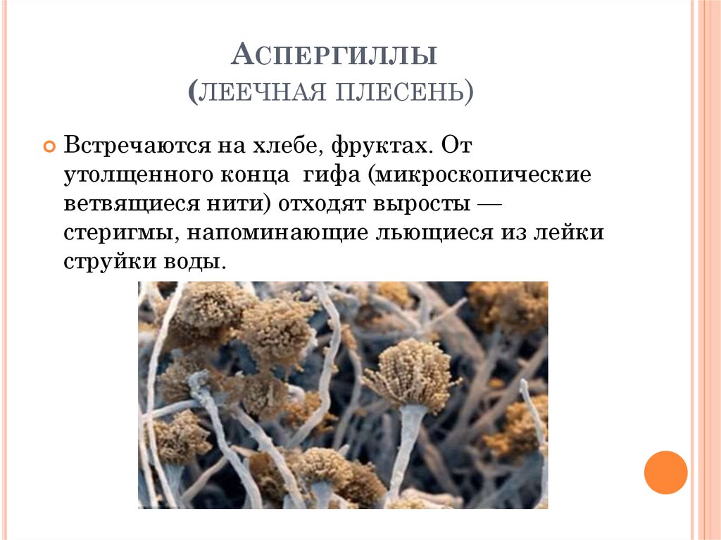 Роль плесневых грибов в природе. Плесневые грибы аспергилл. Леечная плесень Aspergillus. Плесневый гриб аспергилл. Плесневые грибы рода Aspergillus.