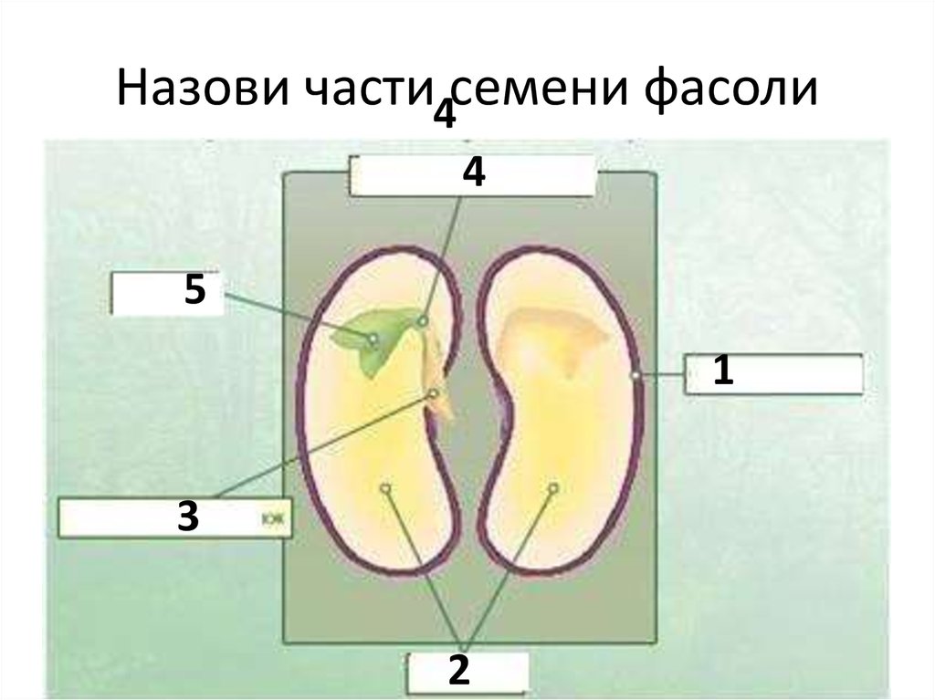 Семя биология 6 класс. Семена фасоли строение зародыша. Основные части зародыша семени фасоли. Строение семени фасоли зародыш семени. Строение семени фасоли биология 6.