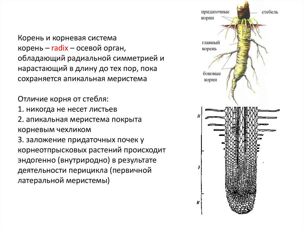Наличие каких органов у корневища свидетельствует. Корневая система главный корень боковые корни и стебель. Как отличить корневище от корня. Боковые и придаточные корни.