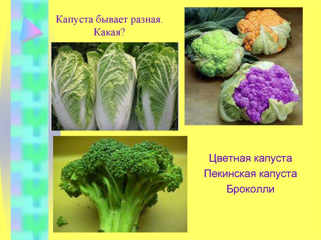 Капуста какая. Пекинская капуста брокколи цветная. Какая бывает капуста. Капуста бывает разной. Презентация про капусту для дошкольников.