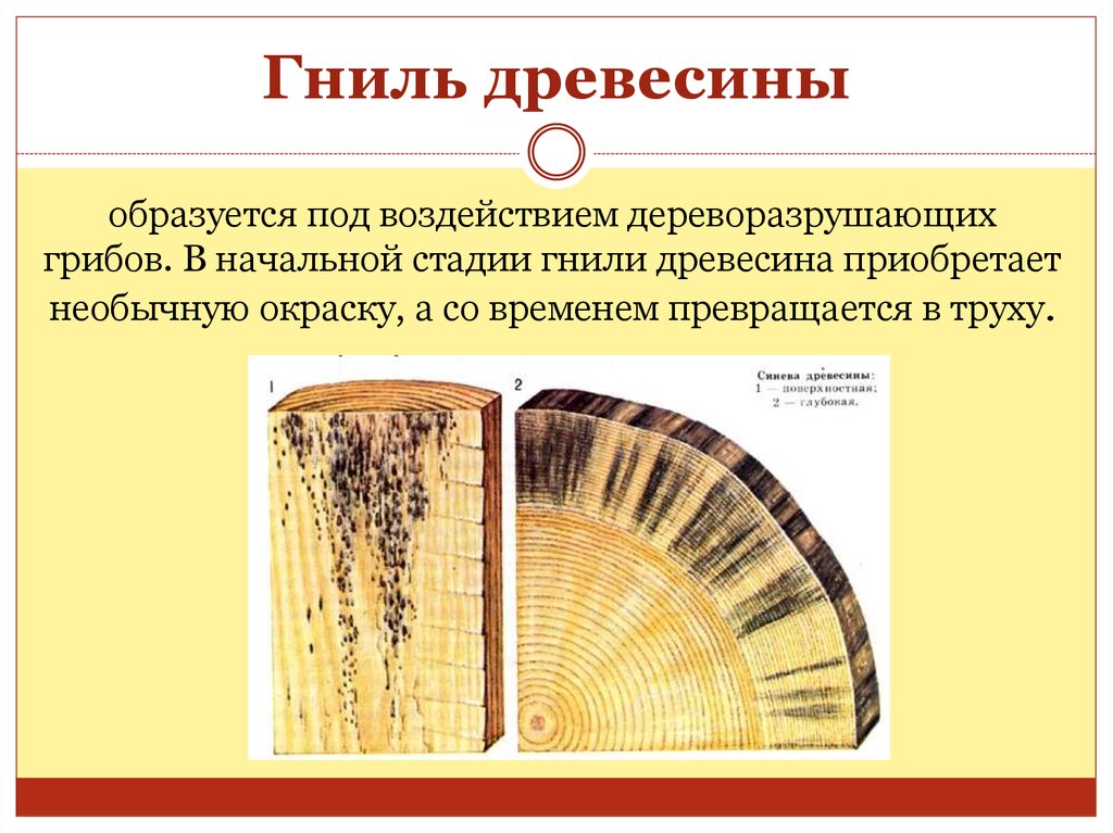 Образовавшейся древесины. Пестрая ситовая гниль древесины. Дефекты древесины гниль. Гнили древесины классификация. Пороки древесины плесень.