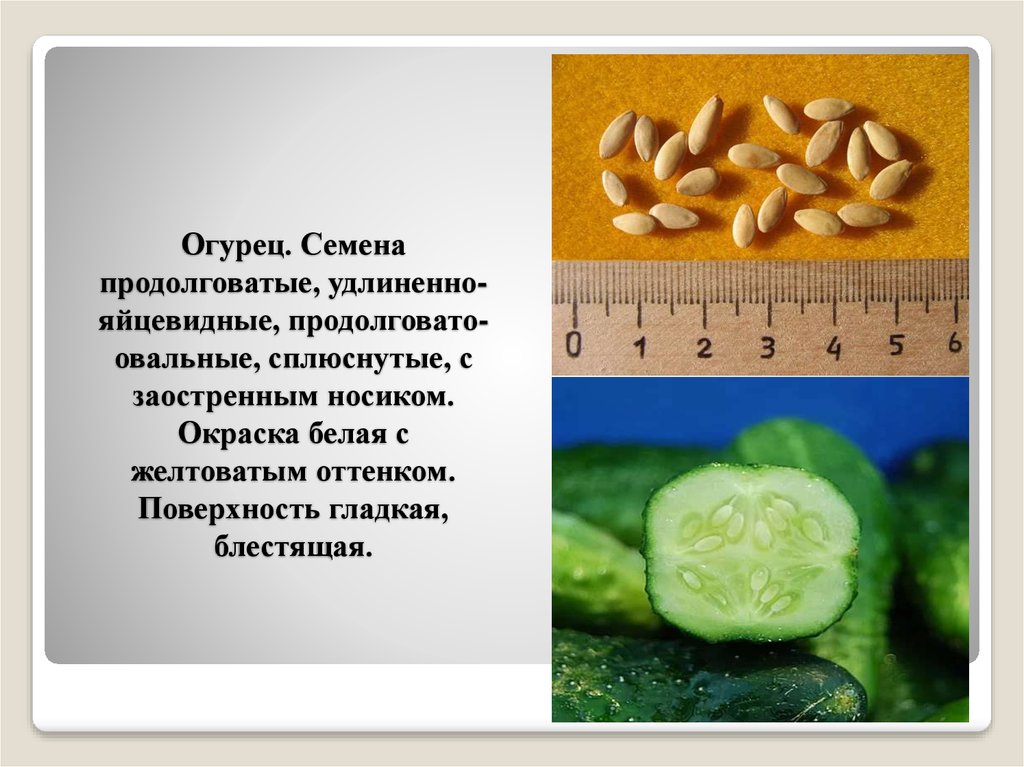 Описание семян. Семена огурца строение. Поверхность семян. Поверхность семени (огурца). Семена огурцов строение.