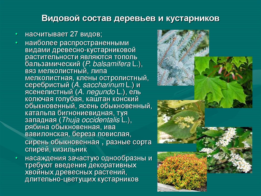 Виды видового состава. Разнообразие кустарников. Ветовой состав деревьев. Биология деревья и кустарники. Видовой состав растительности.