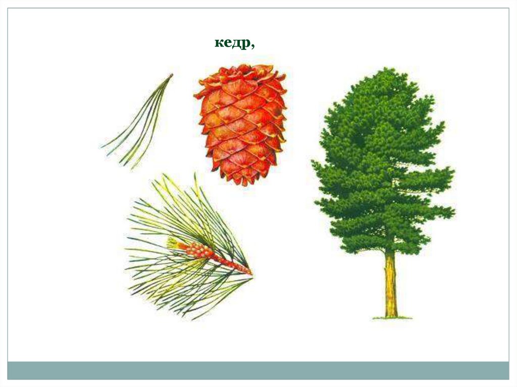 Кедр хвойное или лиственное дерево