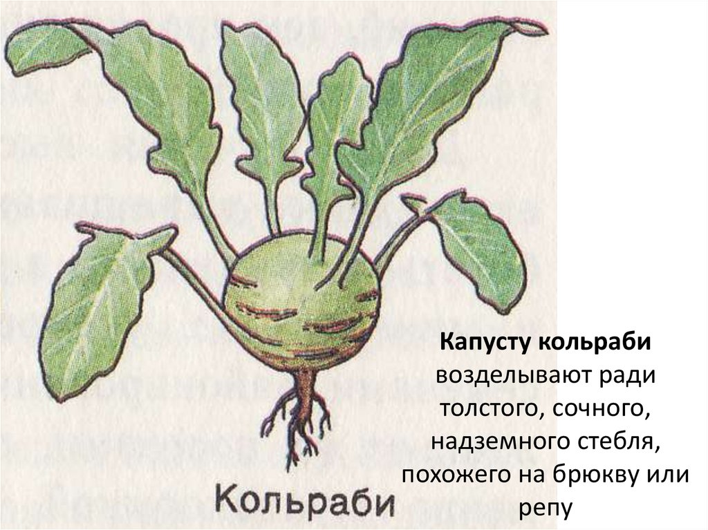 Плод капусты называется. Стеблевые клубни кольраби. Клубень капусты кольраби. Капуста кольраби кочан. Надземный клубень капусты кольраби.