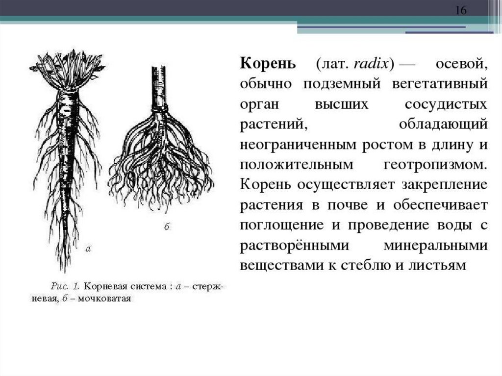 Организованный корень. Морфология корня ботаника. Корни растений. Анатомия и морфология корня. Морфология и анатомия корня растений.