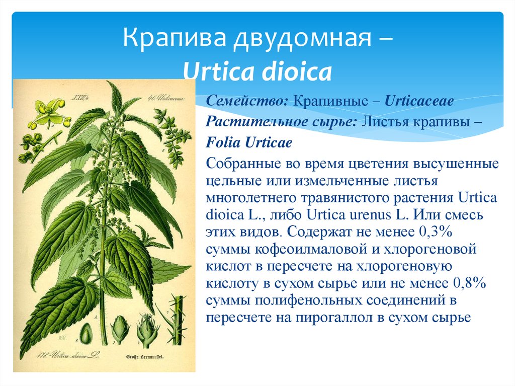 Крапива является лекарственным растением. Крапива двудомная (Urtica dioica). Строение листа крапивы двудомной. Крапива двудомная Тип листа. Крапива двудомная (Urtica dioica l.).