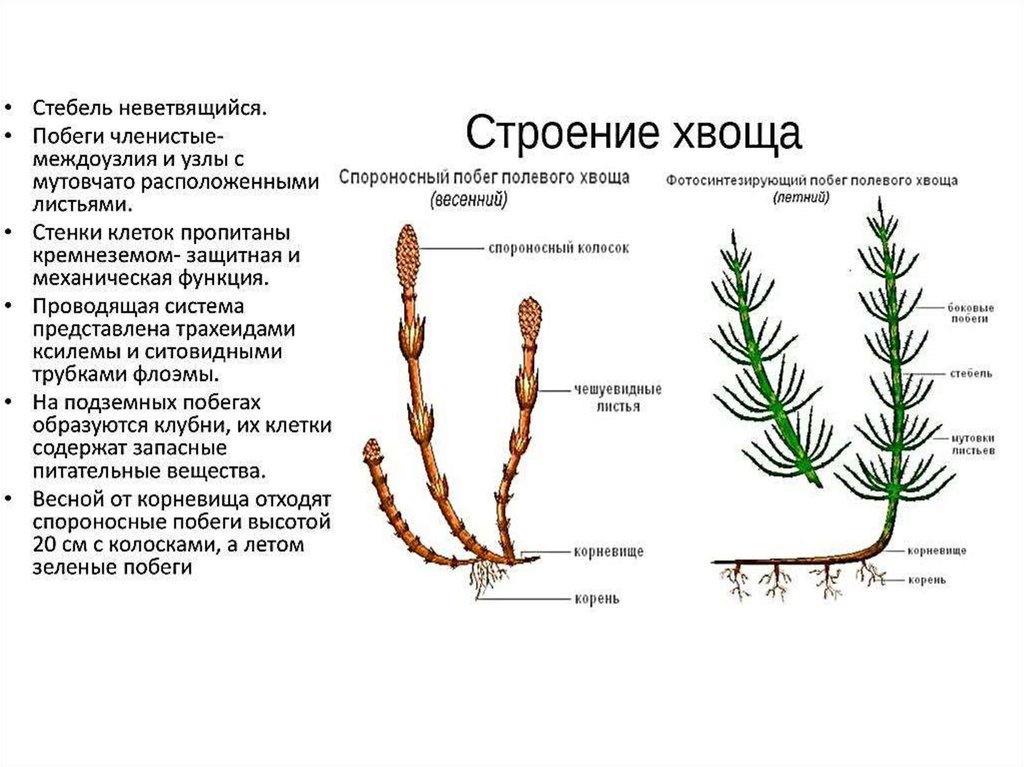 Изучение внешнего строения хвоща