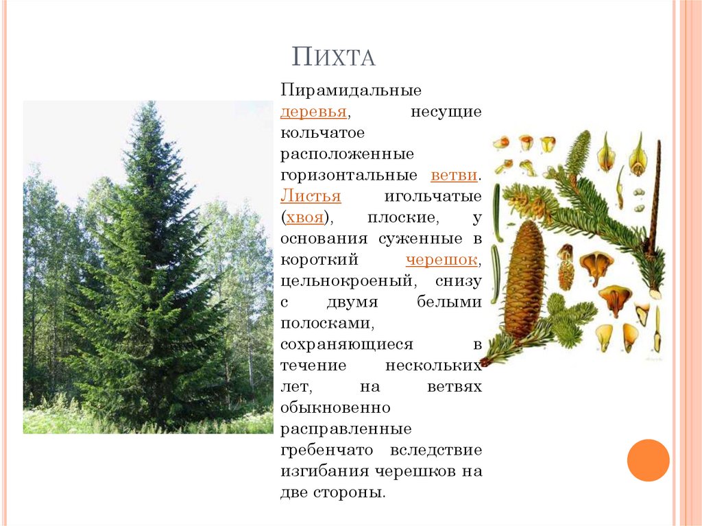 Пихта как выглядит дерево фото и описание