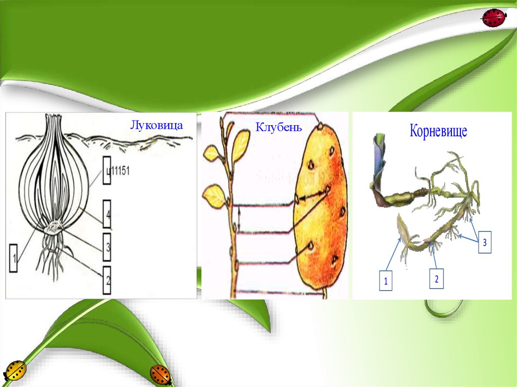 Строение клубня 6 класс