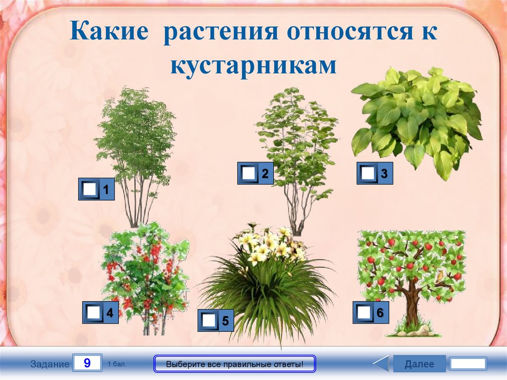 Зеленые растения являются ответ. Растения в виде куста. Что относится к растениям. Виды растений кустарники. К кустарникам относятся растения.