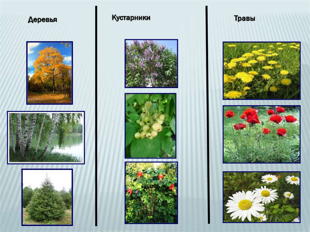 Картинка деревья кустарники травы