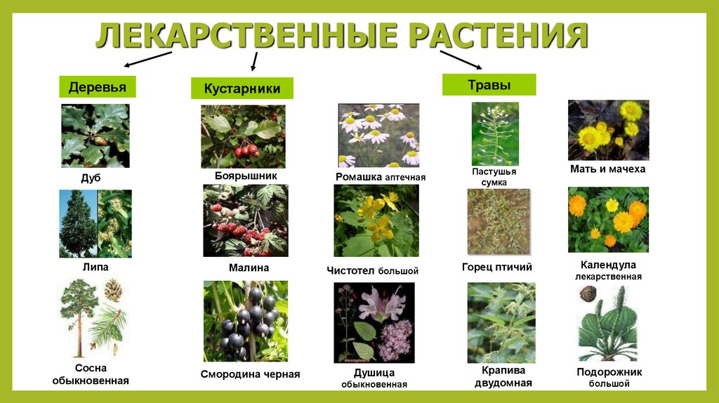 Какая трава была в сказке. Целебные растения. Травы названия. Растения Владимирской области. Лекарственные кустарники.