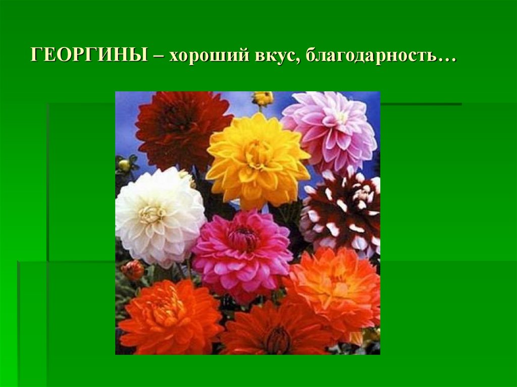 Георгин на языке цветов. Георгин символ цветка. Георгины язык цветов. Цветок символизирующий надежду. Слайд про георгины.