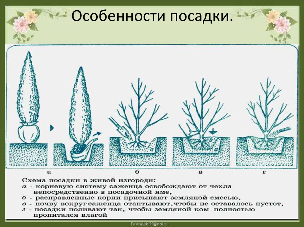 Схема посадки. Схема посадки туи Смарагд. Схема посадки хвойных деревьев. Технология посадки растений. Особенности посадок.