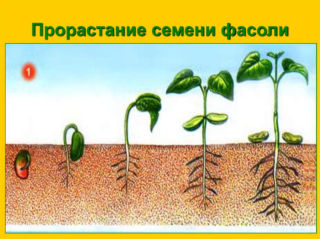 На рисунке изображен томат в разный период. Проросток семени фасоли. Проросток фасоли в разные периоды времени. Развитие растений для детей. Процесс роста фасоли.