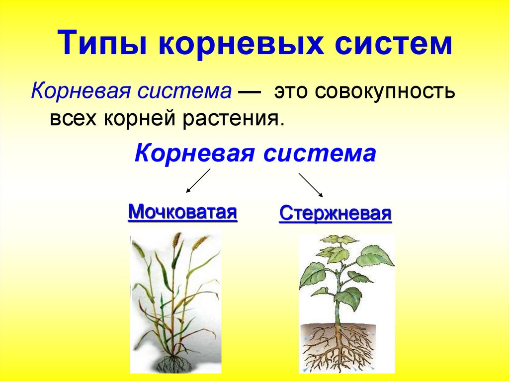 Показывать где корень. Корневая система. Типы корневых систем. Характеристика корневой системы.