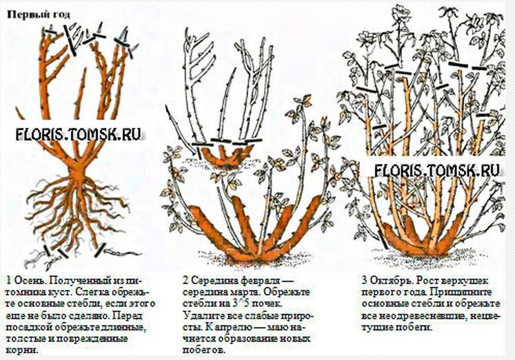 Обрезка плетистой розы осенью на зиму