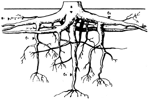 Корневая Система Липы Фото