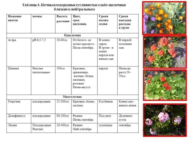 Расти таблица. Таблица однолетних растений. Однолетники и многолетники таблица. Таблица цветочных растений. Таблица по посадке цветов.