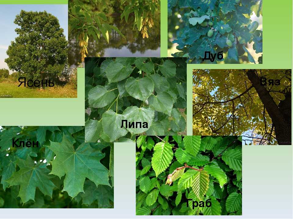 Деревья татарстана названия и фото листьев