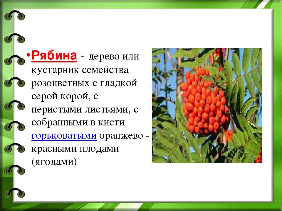 Краткое описание кустарника 2 класс. Рябина это дерево или кустарник. Рябина описание. РЕБИКА дерево или кустарник. Информация о рябине.