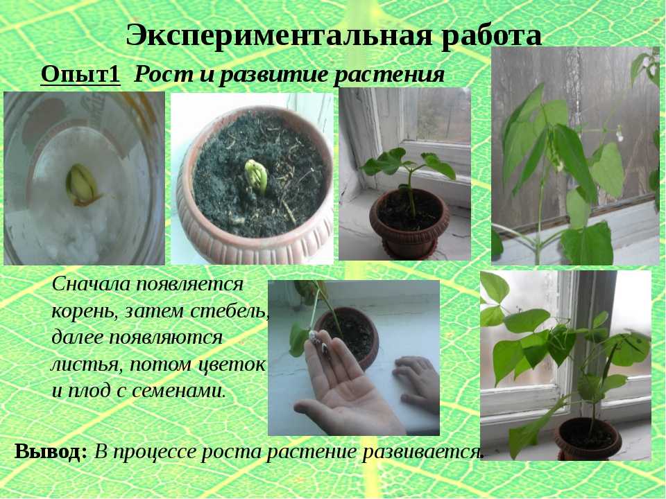 Прочитайте текст домашний эксперимент расположенный справа. Опыты с растениями. Опыты с комнатными цветами. Эксперименты с растениями. Опыты с культурными растениями.