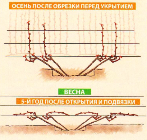 Подвязка винограда весной для начинающих в картинках пошагово