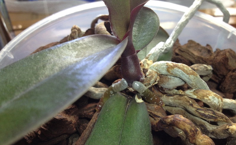 Болезни орхидей фаленопсис на листьях с фото и лечение в домашних