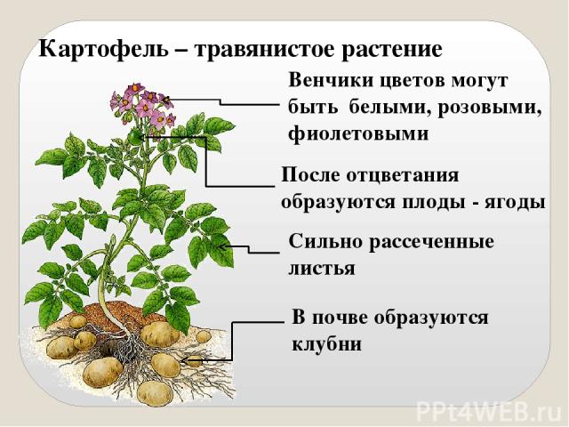 Картофель коллета описание. Картофель травянистое растение. Картофель описание растения. Картофель характеристика растения. Картофель группа растений.