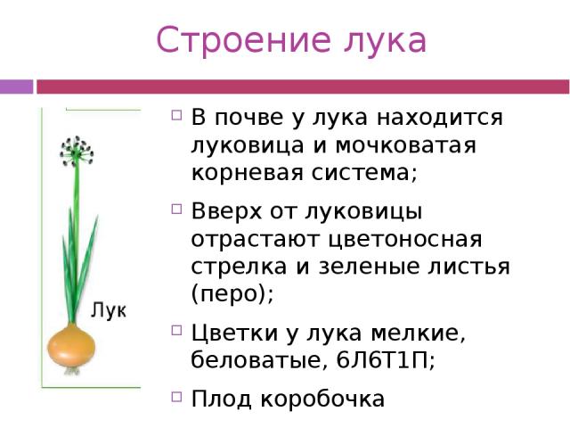 Где находится лук. Строение луковицы чеснока биология. Строение семейства луковых. Строение растения лука репчатого. Строение цветка луковых.