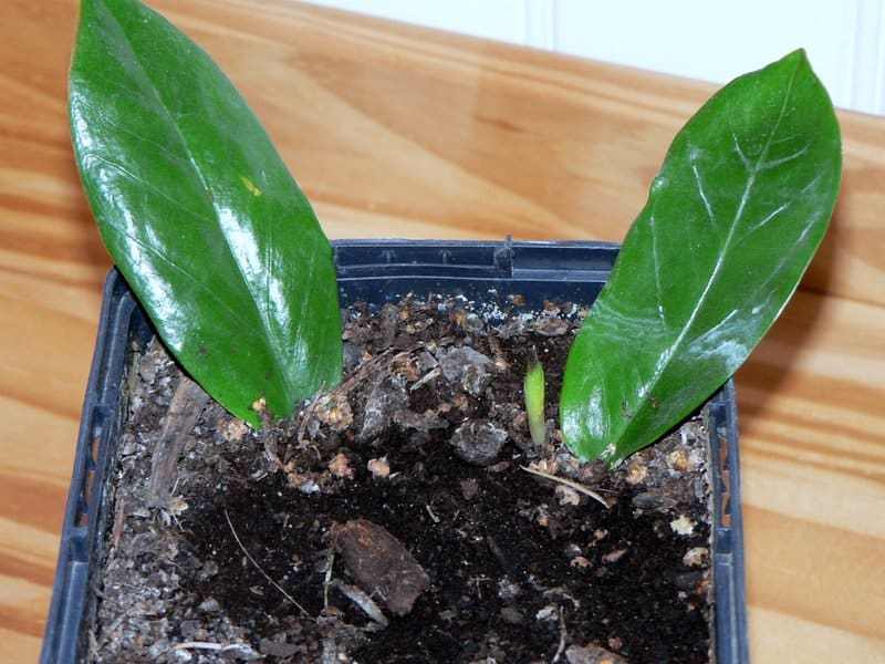Размножение замиокулькаса листом в домашних условиях пошагово